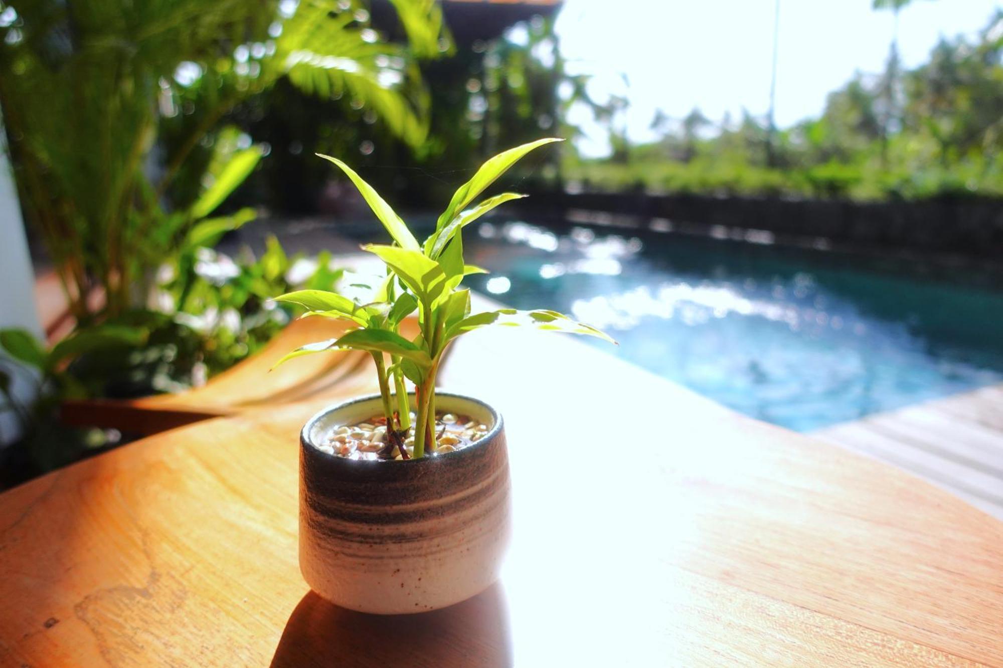 The Vinaya Boutique Hotel Ubud Exteriér fotografie